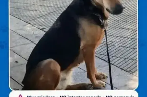 Perro perdido, Calle los Cincuenta, 34, Alicante — hembra mestiza de pastor alemán, mayor - photo