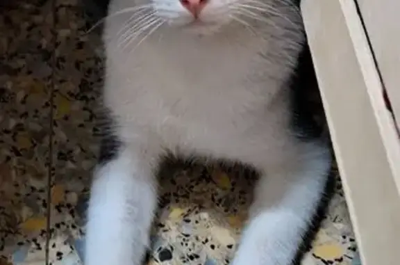 Gato encontrado Esplugues de Llobregat, foto: Gato encontrado, Carrer de Valeta, l'Hospitalet de Llobregat, Esplugues de Llobregat — muy sociable y limpio