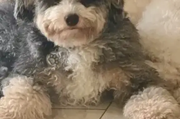 Lost and found pets Arlington, photo: Lost dog, male, West 36th Place, 1383, Arlington — well-behaved and friendly