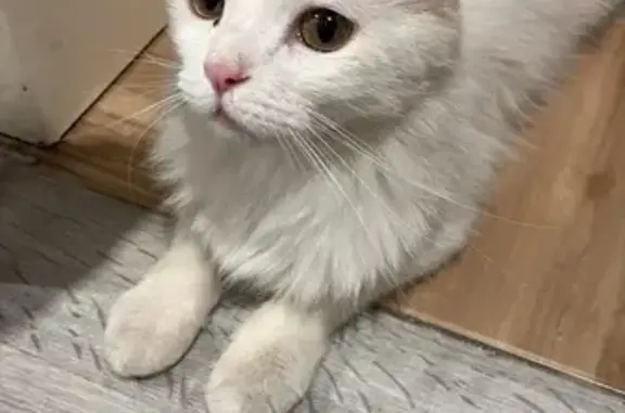 Gato encontrado Benidorm, foto: Gato encontrado, Avenida de Suecia, 8, Benidorm — ojos amarillentos con toque verde