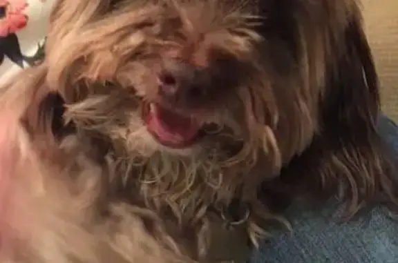 Lost dog, Fern Hill Court, Mobile — male, red collar, small brownish coat - photo