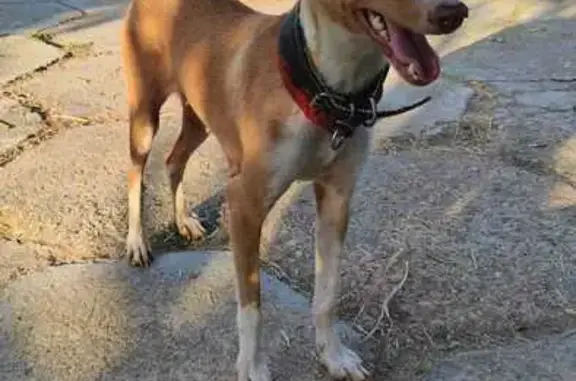 Perros perdidos, Cornella de Llobregat, foto: Perro perdido, hembra, Cornellà de Llobregat, Cataluña, Cornella de Llobregat — podenca blanca y asustadiza