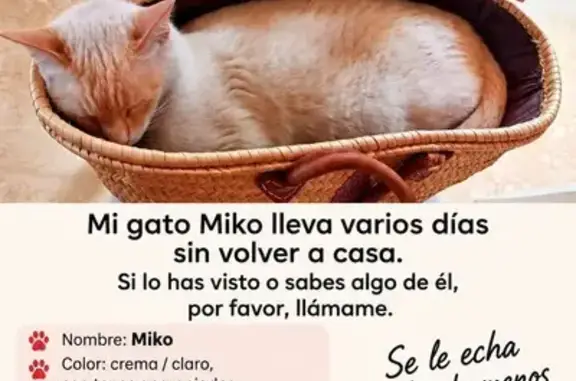 Gato perdido macho, Calle Pensamiento, Mairena del Aljarafe, Sevilla — responde a Miko y tiene ojos azules - photo