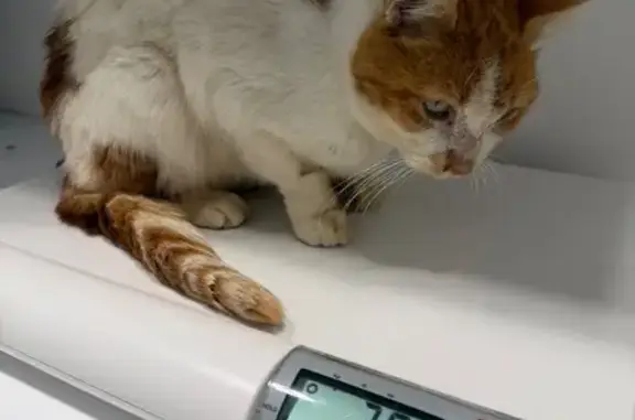 Lost male cat, Second Avenue, Sydney, Burwood — scar on the bridge of his nose - photo