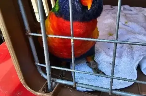 Lost Bird, Brisbane, Queensland, Oxford Park — male Rainbow Lorikeet - photo