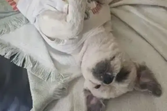 Cachorro perdido, Rua Barra Longá, 82 — Shih Tzu branco e dócil - photo