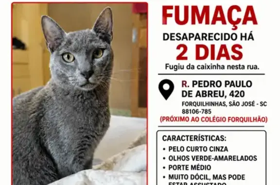 Gato perdido, Rua Pedro Paulo...