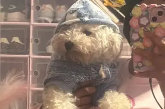 Lost and found pets Chicago, photo: Lost dog, South Prairie Avenue, 4309, Chicago — male white Maltipoo Mojo