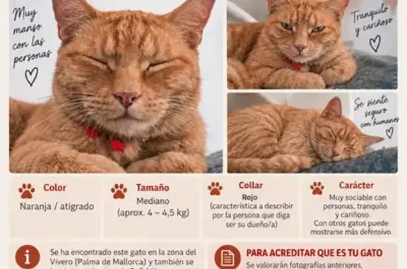 Gato encontrado Palma, foto: Gato encontrado, Carrer del Mestre Bretón, 8, Palma — naranja atigrado y con collar rojo