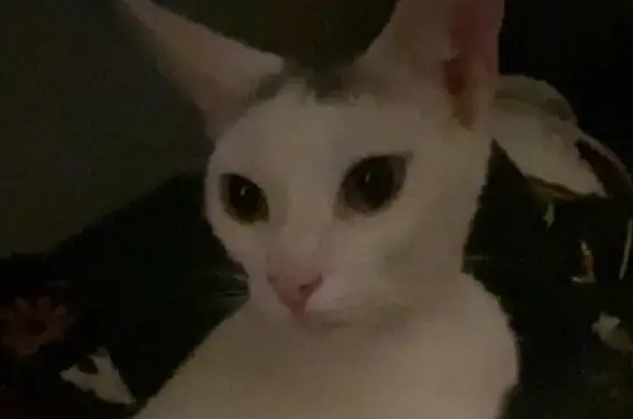 Lost and found pets Evansville, photo: Lost cat, Stinson Avenue, 1801, Evansville — friendly male with green-yellow eyes