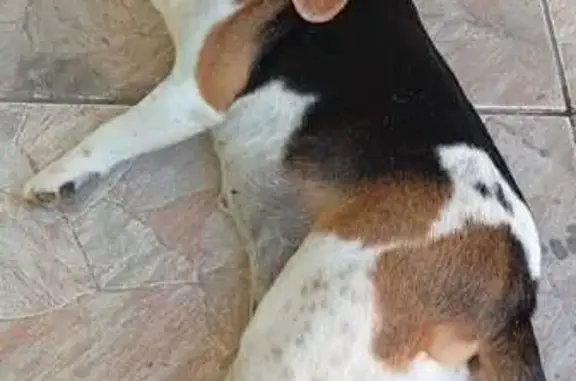 Cachorro perdido, Rua Oswaldo Schroeder, 211, Lontras — fêmea dócil com bandana rosa - photo