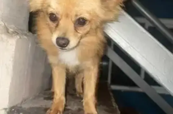 Perro perdido, Calle Río Blanco, 145, Ciudad Nezahualcóyotl, Ciudad Nezahualcoyotl — muy pequeño y nervioso - photo