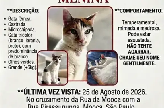 Gato perdido, Rua da Mooca, 49...