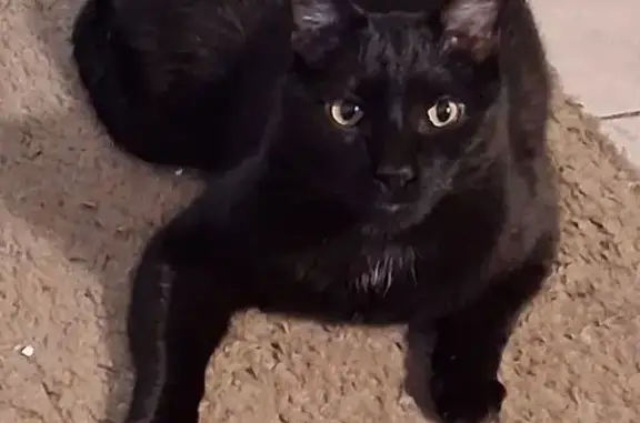 Lost and found pets Denver, photo: Lost cat, Tennyson Street, 8220, Westminster, Denver — black male with lip and leg scars