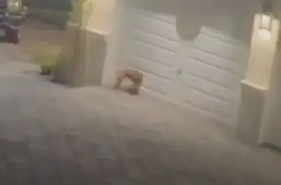 Lost and found pets Delray Beach, photo: Found dog, Montpellier Drive, 9817, Delray Beach — roaming near Seven Bridges