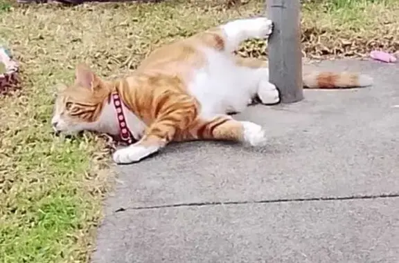 Lost cat, Lucas Street, 30, Greater Geelong, Geelong — male orange tabby with white socks - photo