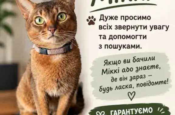 Зникла кішка, самець, С-100708, 1, Залізне — Міккі, абісинець дикого забарвлення - photo