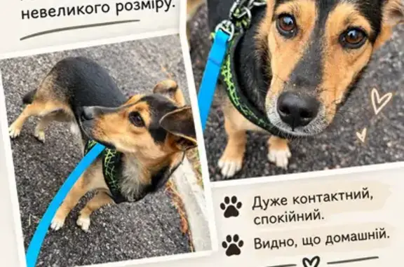 Знайдена собака, чоловічої ста...