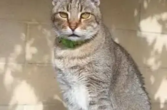 Gato perdido, Urbanización Jar...