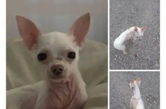 Perro perdido, Partida Punta la Sierra, 37, Punta la Sierra, Santa Pola — hembra blanca, responde al nombre de Paris - photo