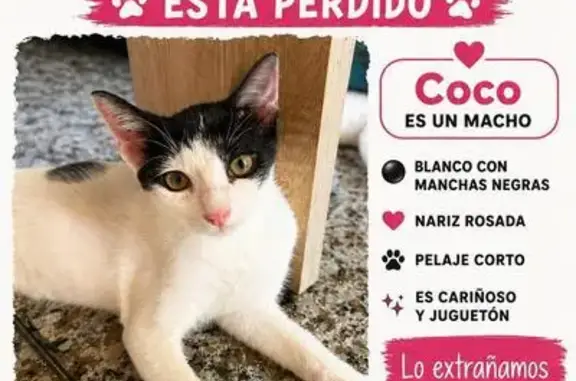 Gato perdido, Carrer Francisco...
