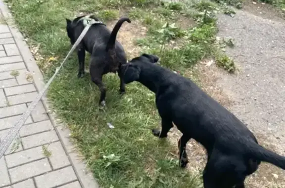Знайдена собака чоловічої стат...