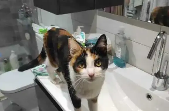 Gato perdido, hembra, Carrer de Plini el Vell, Sabadell — tricolor y de ojos verdes - photo