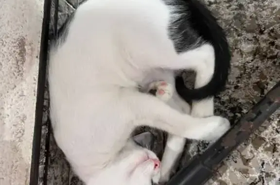 Gato perdido, Carrer Francisco...