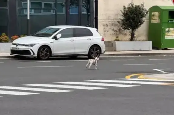 Perro encontrado, Rúa Estatuto...