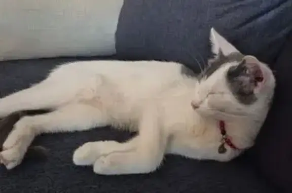 Gato encontrado Guadalajara, foto: Gato encontrado, Avenida la Paz, Azuqueca de Henares, Guadalajara — lleva un arnés rojo