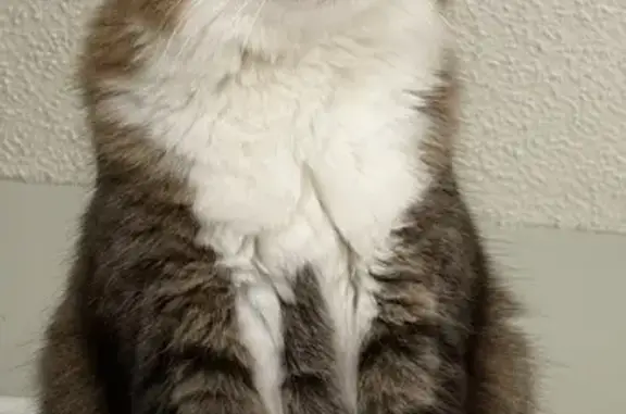 Lost cat, Hazeltine Court, 11, Simpsonville — 9-year-old male tabby - photo