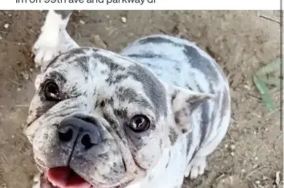 Lost dog, West Parkway Drive, 9727, Tolleson — female merle French bulldog - photo