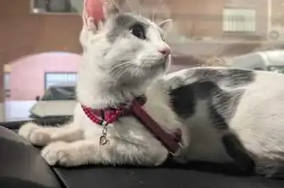 Gato encontrado Azuqueca de Henares, foto: Gato encontrado, Avenida la Paz, 9, Azuqueca de Henares — pelaje blanco con manchas oscuras