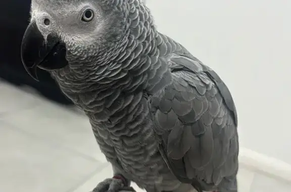 Lost bird, Lucinda Avenue, Canterbury-Bankstown Council, Canterbury — 19 months old, red/burgundy leg band - photo