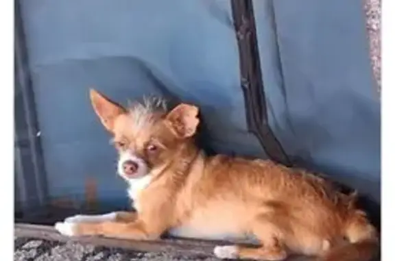Lost dog, East North Street, Tucson — male with a white head stripe and green eyes - photo