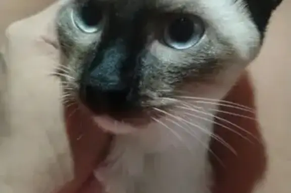 Gato perdido, Rua Criciúma, Manaus — macho, cor creme - photo