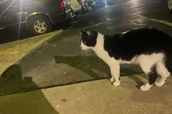 Lost and found pets Irving, photo: Found cat, North Belt Line Road, Irving — black-and-white and limping