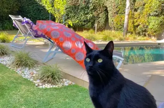 Lost male cat, 2nd Road, 21, Sandton, Randburg — blue collar and bell - photo
