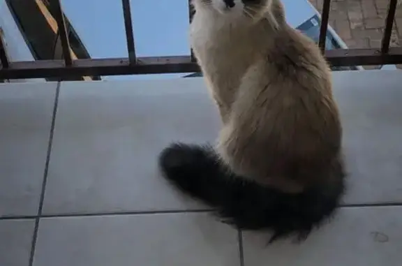 Lost cat, Gazelle Road, Cape Town, Kraaifontein — shy male hiding in bushes - photo