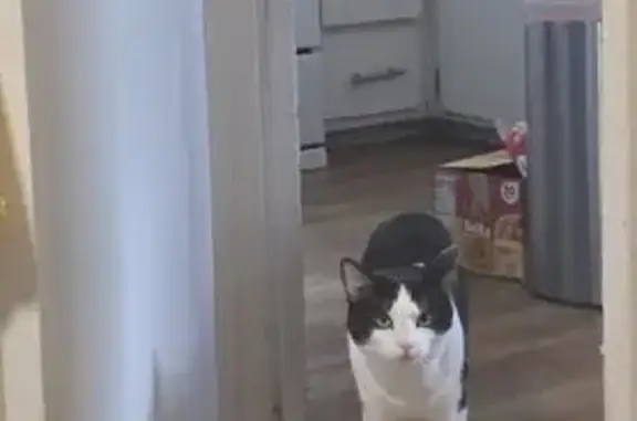 Lost male cat, Chiechi Avenue, San Jose, San Francisco — black and white and large - photo