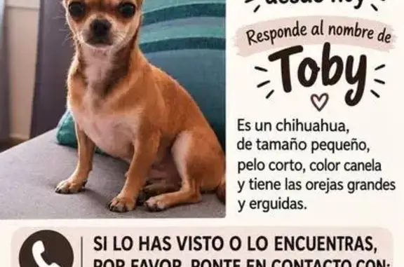 Perro perdido macho, Calle Isaac Peral, 8, Ingenio — visto cerca de la panadería de Amaro - photo