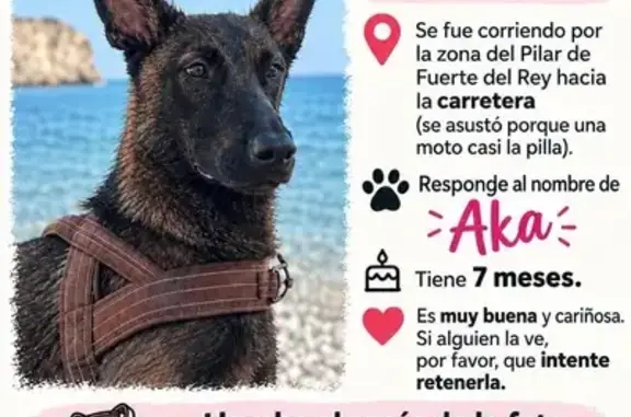 Perro perdido, Fuerte del Rey, Andalucía, Granada — pastor belga malinois hembra - photo