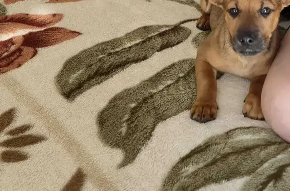 Perdido cachorro macho, Rua Zeferino Barbosa de Souza, 294 — responde pelo nome Pitoco - photo