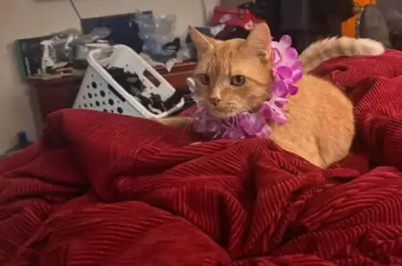 Lost cat, Gary Street, 26022,...