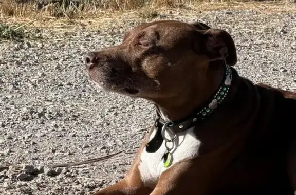 Missing dog Lompoc, photo: Lost Dog, West Laurel Avenue, Lompoc — Female with White Paws