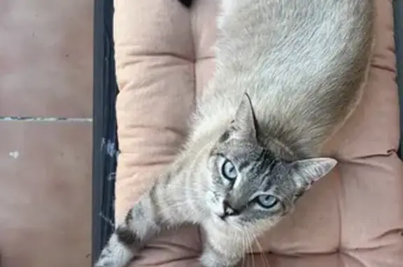 Gato perdido, Carrer Castaños,...