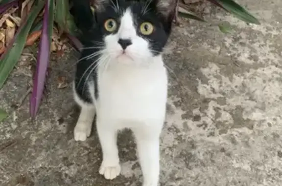 Encontrado gato macho, Avenida...