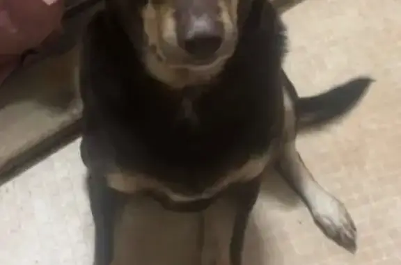 Lost male dog, Howard Kennedy Drive, Babinda — tan patches on chest and eyebrows - photo