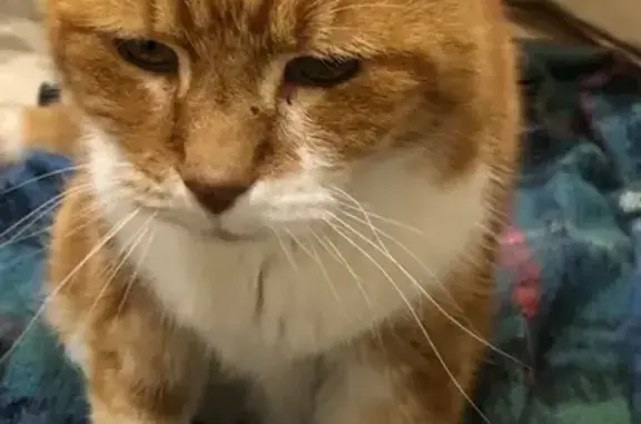 Lost pets Mitcham, photo: Lost cat, French Street, Mitcham — 18-year-old ginger and white domestic shorthair