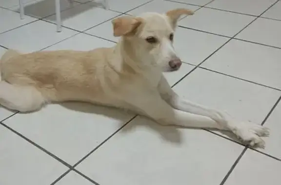Cachorro perdido, Fazenda Coutos, Salvador - BA — SRD de porte pequeno/médio - photo